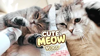 Cute Cat's STORY 😺 🐈 Play Fun with REAL Kitten's & Dad Fun Fluffy Grooming Day #59