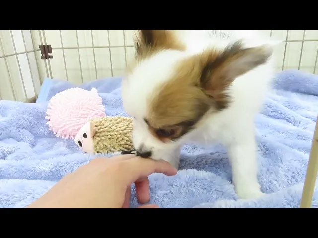 動画