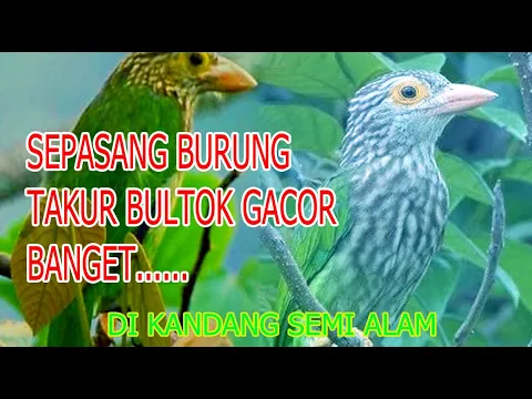 Download MP3 Master asli suara burung takur bultok sepasang..Gacor.dikandang semi alam.|Diyanaoke Channel