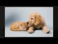 Pets Joplin MO