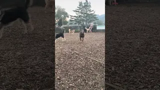 #Fyp #dream #doberman #pets