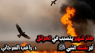 طائر شهير يتسبب في الحرائق أمر بقتله النبي ﷺ 