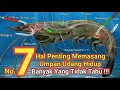 Download Lagu 7 Cara Cangkuk Udang Hidup