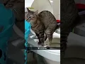 Download Lagu #animals #funny #funnyanimals syrup drizzling like a melody-ffm