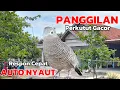 Download Lagu Perkutut Lokal GACOR Kung Besar Suara Pancingan Burung Perkutut Agar Berbunyi