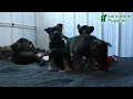 Sweet German Shepherd Puppies