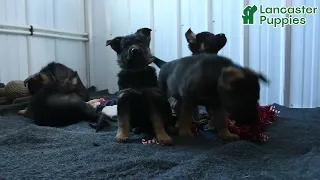 Sweet German Shepherd Puppies
