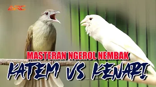 masteran kapas tembak vs kenari spesial materi ngerol tembak
