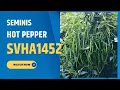 Download Lagu Seminis Hot pepper Hybrid SVHA1452