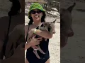 Download Lagu Swimming with baby pigs in the Bahamas @norwegiancruiseline