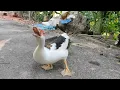 Download Lagu Pet Muscovy duck sound