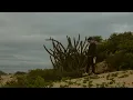Download Lagu VEIGH - Sigo as Estrelas (Clipe Oficial)