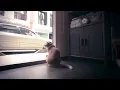 Corrinne May - Just What I Was Looking For (Official Video)