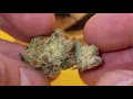 Strain Tasters Cannabis Reviews - JetLato