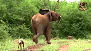 لحظة لا تُصدق! 🦓 فيل بري يواجه الحيوانات الافريقية😱 صراع البقاء في السافانا الإفريقية