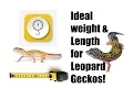 Ideal weight and Length for Leopard Geckos