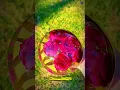 Download Lagu Rose resin ball Rose Topic Transparent Topic Resin Topic Epoxy Topic #myhandmade #handcast #artwork