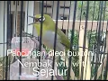 Download Lagu Pancingan pleci buxtoni gacor nembak wit wit sejalur syahdu