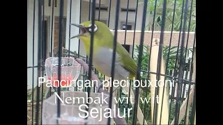 Download Pancingan pleci buxtoni gacor nembak wit wit sejalur syahdu MP3