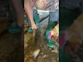 Download Lagu Cara membuka sepatu sapi #bandung #daging #dagingsapi #fyp #fypシ゚viral #kakisapi #sapi