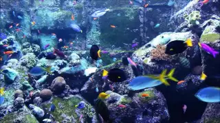 Quran For Relaxing Surah Al Fatihah Al Baqarah Aquarium Fish Tank Mishary Rashid Alafasy 
