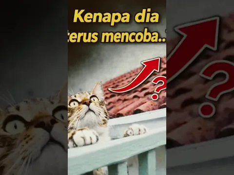 This Cat Never Gives Up 😺