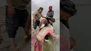 صياد عراقي يتفاجئ بصيد سمكة كبيرة جدا تزن 116 كيلو غرام 