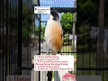 Download Lagu burung cendet isian kenari #burung #mangkicauoffecial #kicaumania #burungkicaudialamliar #birds
