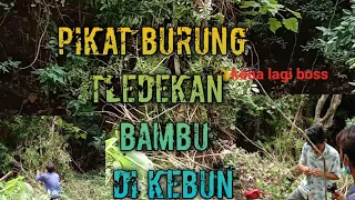  pikat burung tledekan bambu di kebun