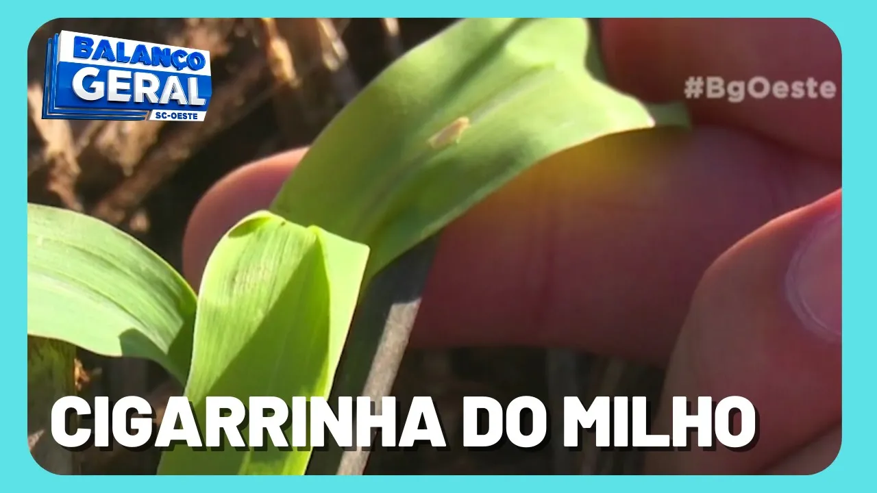 Cigarrinha afeta produção de milho e pode diminuir a produtividade da safra