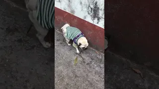 Gumi Jana Lai Utabla  Gumi Jana Lai Utabla