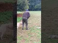 Download Lagu Great Catch And Retrieve #shorts #ferreting