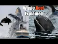 The Science Behind the Gang Wars of Whales