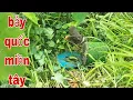Download Lagu Bẫy Quốc Như Vậy Mới Mê Nè Nó Bay Tới Đá Như Đại Bàng # SĂN BẮT ĐỒNG THÁP #