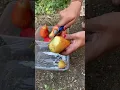 Cara makan jambu monyet #shortvideo