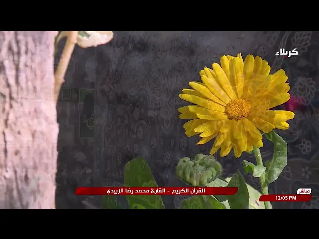 ⁣تلاوة قارئ العتبتين المقدستين محمدرضا الزبيدي | ما تيسّر من سورة يونس المباركة