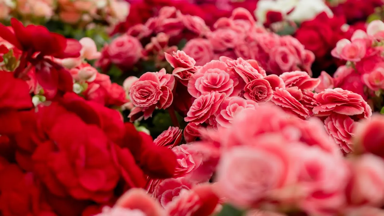 Blues music - Virtual Light - Lavender Jones