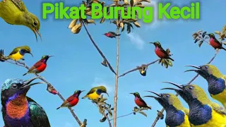 Download SUARA PIKAT burung kecil pALING DI CARI DAN SANGAT AMPUH MP3