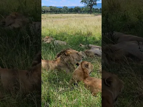 🦁🦁 The Famous Marsh Lion Pride 🦁🦁 #Wildlife #Safari