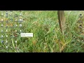 Interfacing Mobile Camera and other sensors with MATLAB