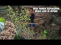 Download Lagu Berpetulang ke hutan, menemukan buah dao(Dracontomelon), buah tin hutan \u0026 rujakan nanas |Kang kumang