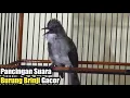 Download Lagu Pancingan Suara Burung Brinji Kelabu Gacor, Full Tembakan Bagus Untuk Masteran