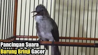 Download Pancingan Suara Burung Brinji Kelabu Gacor, Full Tembakan Bagus Untuk Masteran MP3