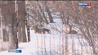 В Омске продолжается нашествие парнокопытных