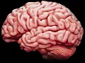 brain gif