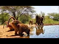 Download Lagu Olive baboons/Anubis baboons (Papio anubis) at Lentorre Live - Kenya - africam.com