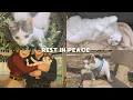 Our Cat Passed Away 🕊️ His Story from the Beginning ❤️‍🩹