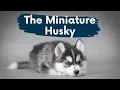 Miniature Husky The Complete Guide to The Pocket-Sized Siberian Husky
