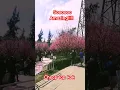 Download Lagu santri pekok niken salindri#shorts cherry blossoms cheap lap kok tung chung #short