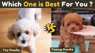 Toy poodle vs Teacup Poodle - Comparison Between Two Small Poodle Dog breeds